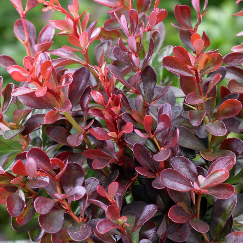 Berberis thunbergii 'Atropurpurea Nana'